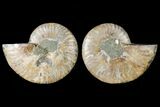 Sliced Ammonite Fossil - Agatized #125013-1